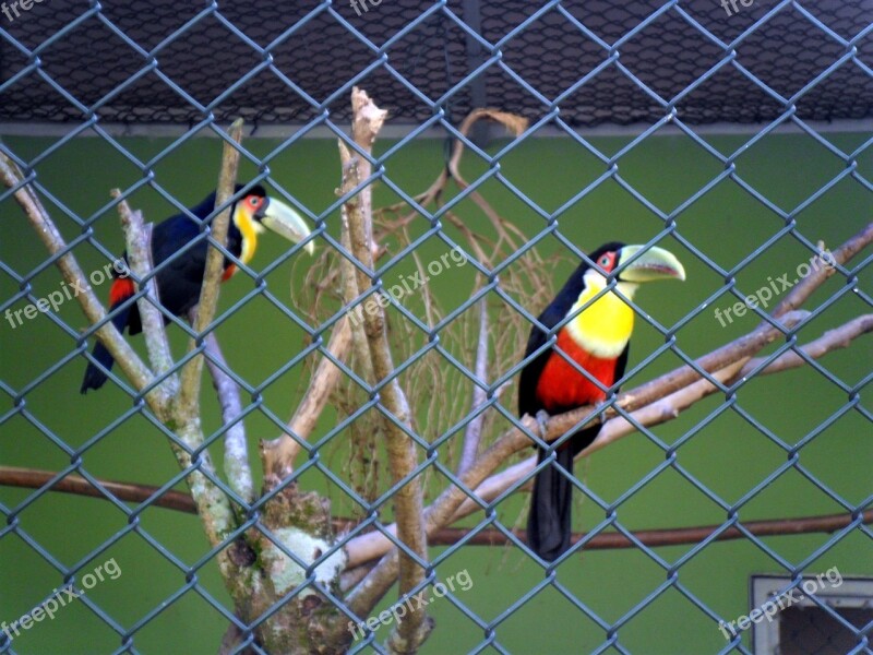 Toucans Birds Large Spout Zoo Santos Brazil