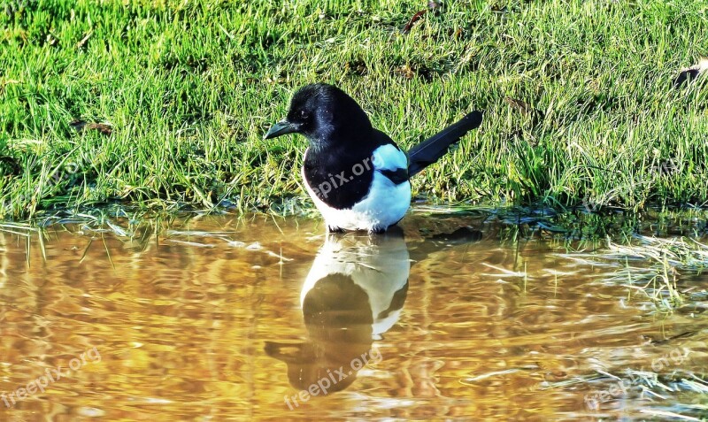 Maggie Bird Plumage Water Puddle