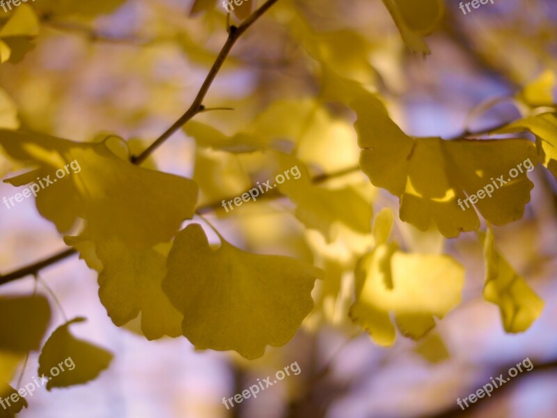 Gingko Tree Huang Wood Autumn Leaf