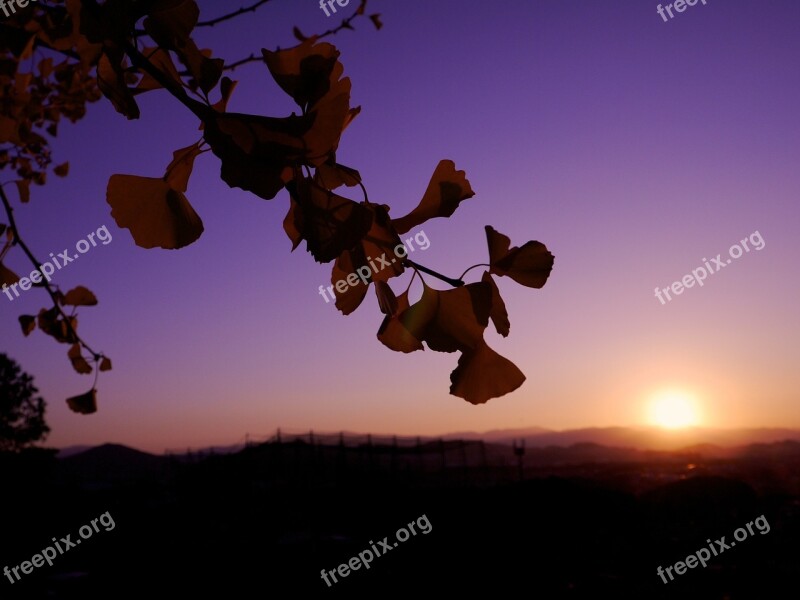 Gingko Tree Sunset Sky Light Free Photos