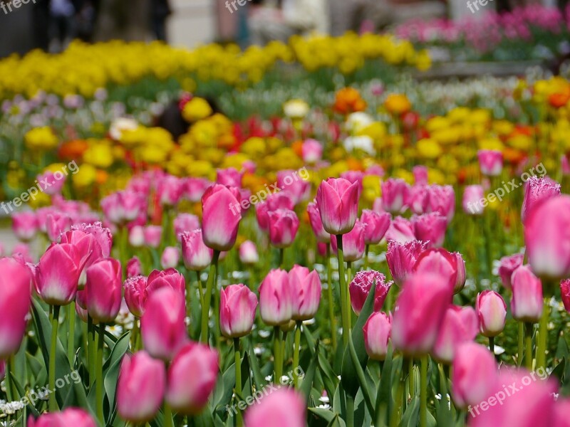 Tulip Flowers Field Colorful Yellow