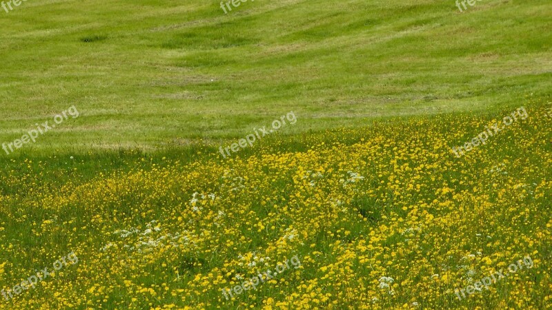 Meadow Blossom Bloom Flowers Grass