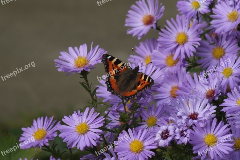 Autumn Butterfly Asters Free Photos