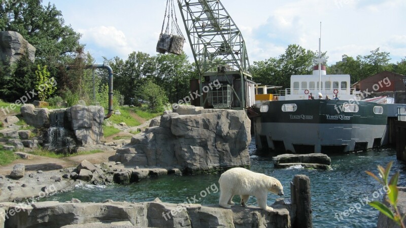 Zoo Hannover Adventure Zoo Yukon Bay Polar Bear Lower Saxony