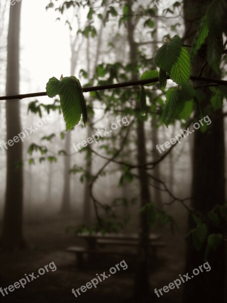 Forest Fog Tree Glade Bach