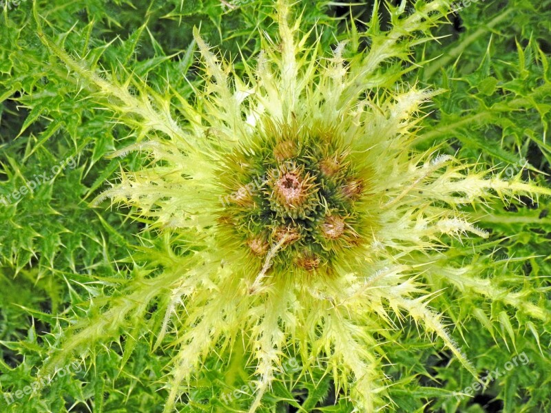 Thistle Plant Sting Green Thorn