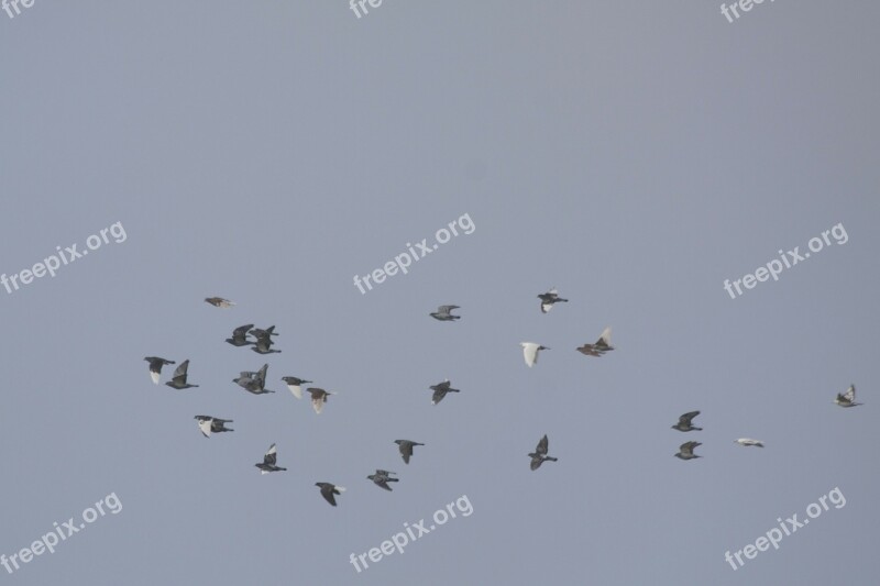 Pigeons Doves And Pigeons Swarm Flying Birds