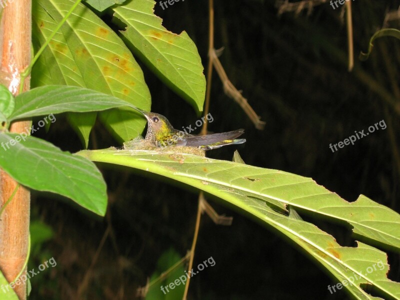 Hummingbird Tropical Exotic Breed Nest