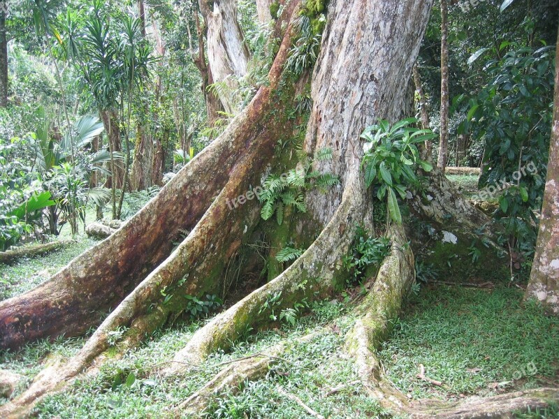 Tree Root Tribe Old Wood