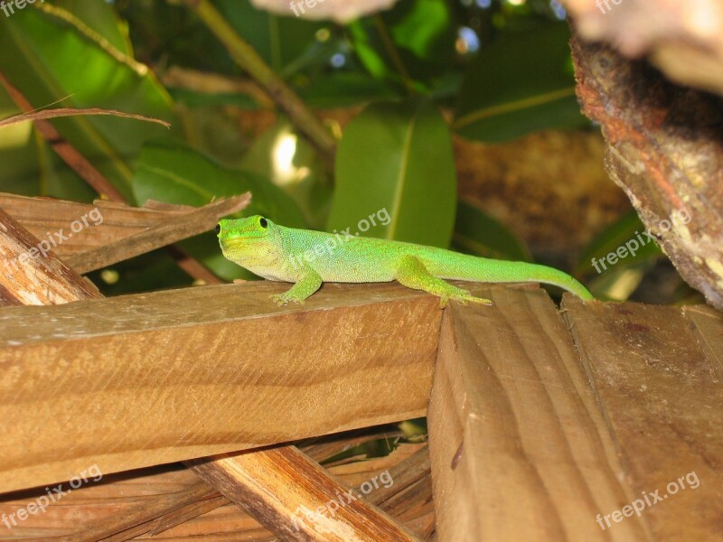 Gecko Green Lizard Green Gecko Seychelles