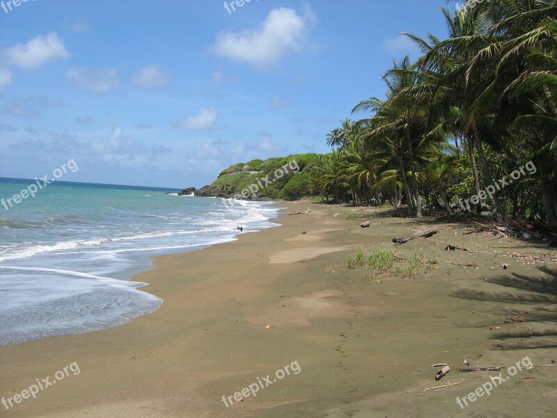 Caribbean Beach Palm Trees Sand Sand Beach