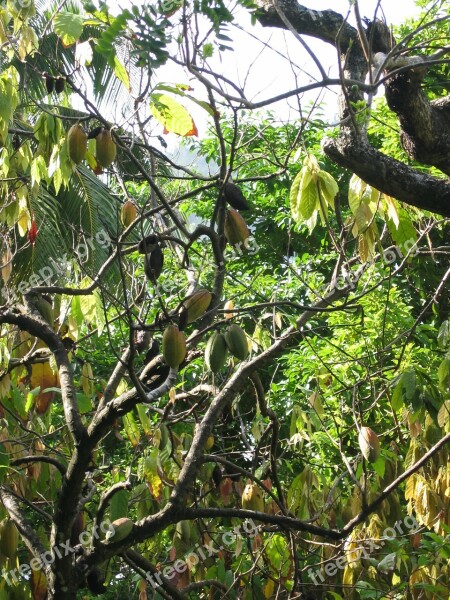 Cocoa Cocoa Beans Plant Cocoa Plant Tree