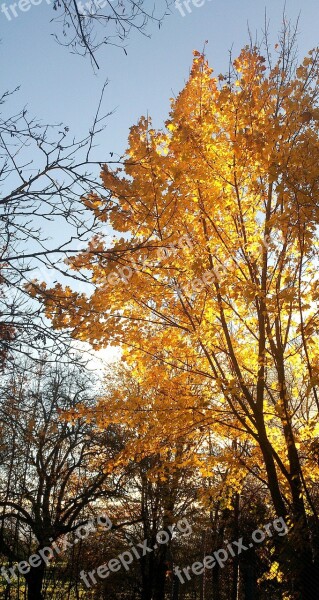 Autumn Yellow Tree Morning Sun