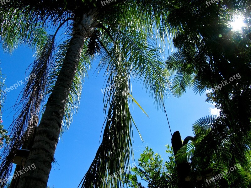 Palm Tree Palms Blue Sky