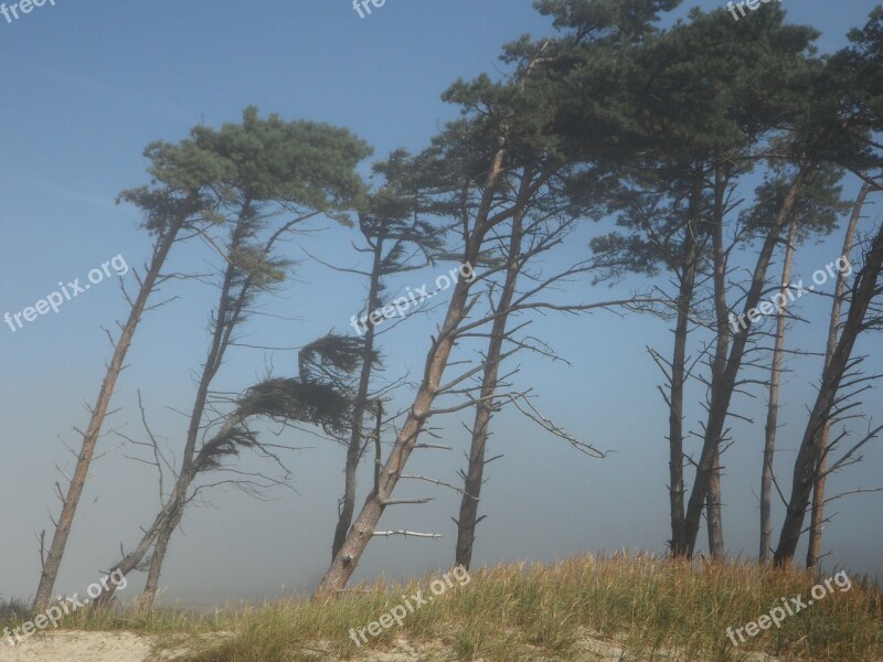 Windfluechter Wind Trees Coast Beach