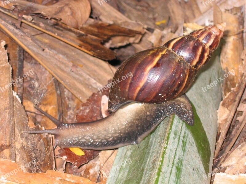 Snail Shell Crawl Mollusk Free Photos