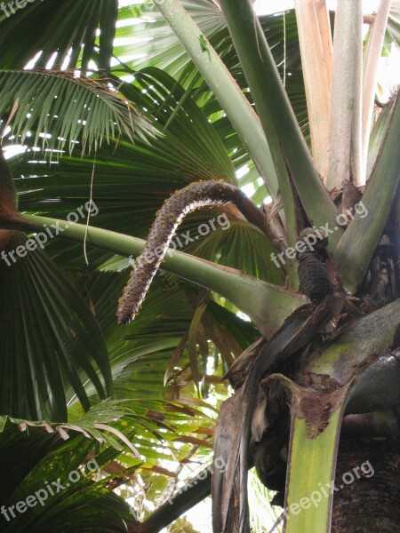 Coco De Mer Male Inflorescence Coconut Palm