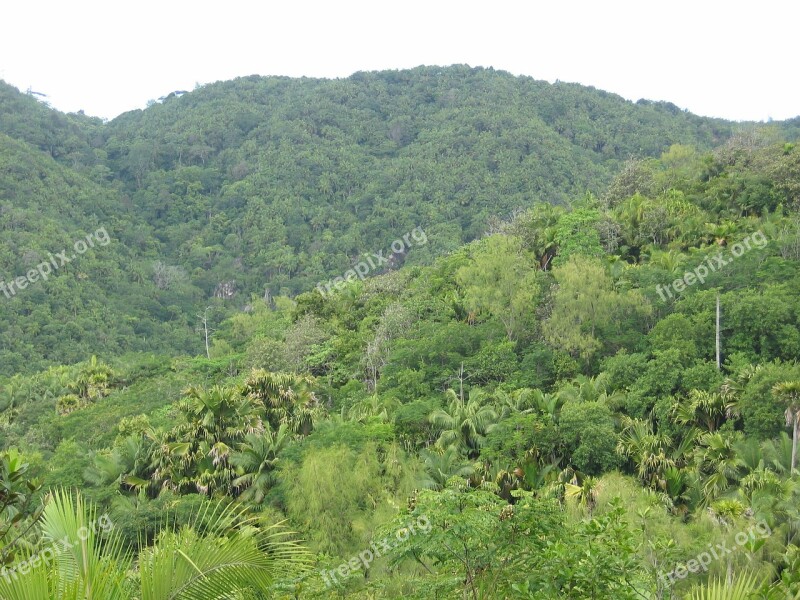 Jungle Forest Tropical Seychelles Green