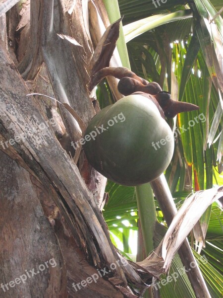 Coco De Mer Coconut Seychelles Coconut Tree Island