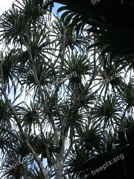 Tree Pattern Plant Tropical Exotic