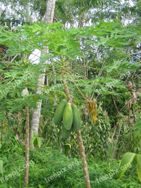 Papaya Tree Plant Tropical Fruit