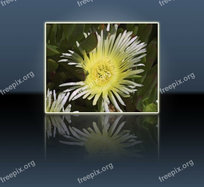 Yellow Flower Nature Plant Frame