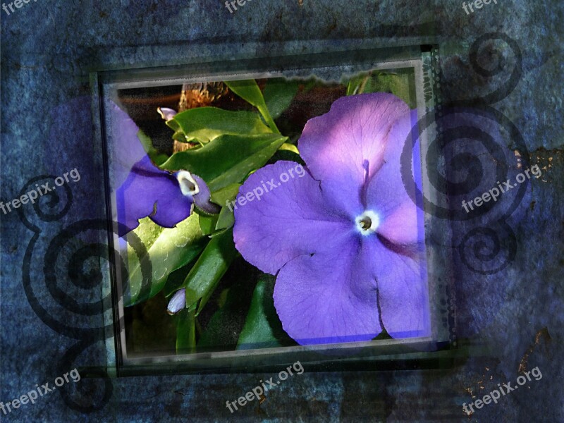 Purple Flowers Framed Embellishment Texture