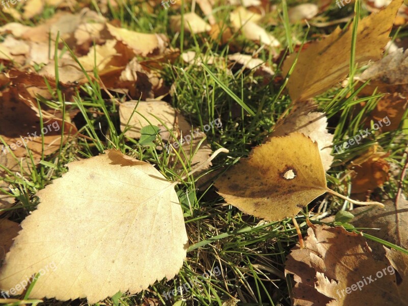 Leaves Autumn Ocher Meadow Yellowish