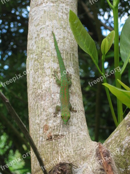 Gecko Green Gecko Lizard Seychelles Tree