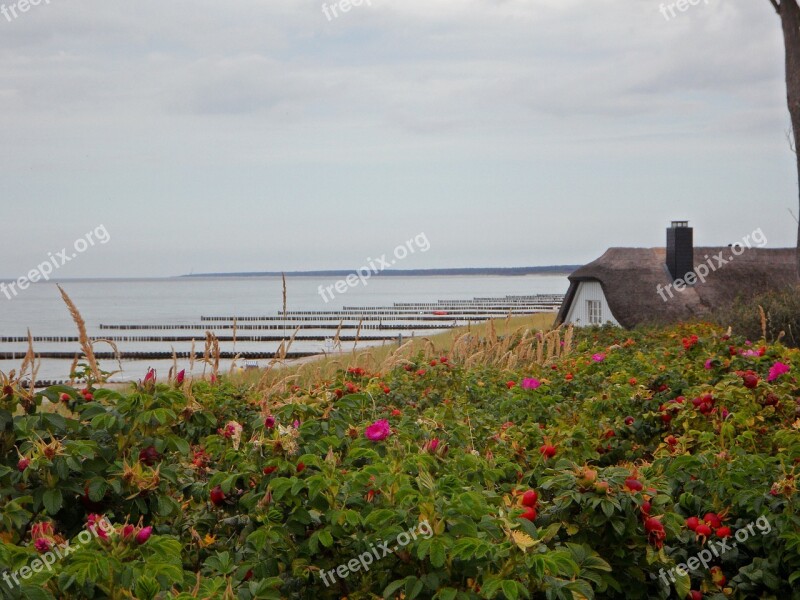 Rose Hip Reed Sea Outlook Wide