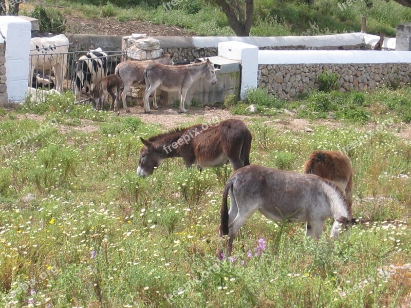 Donkey Pasture Farm Meadow Agriculture