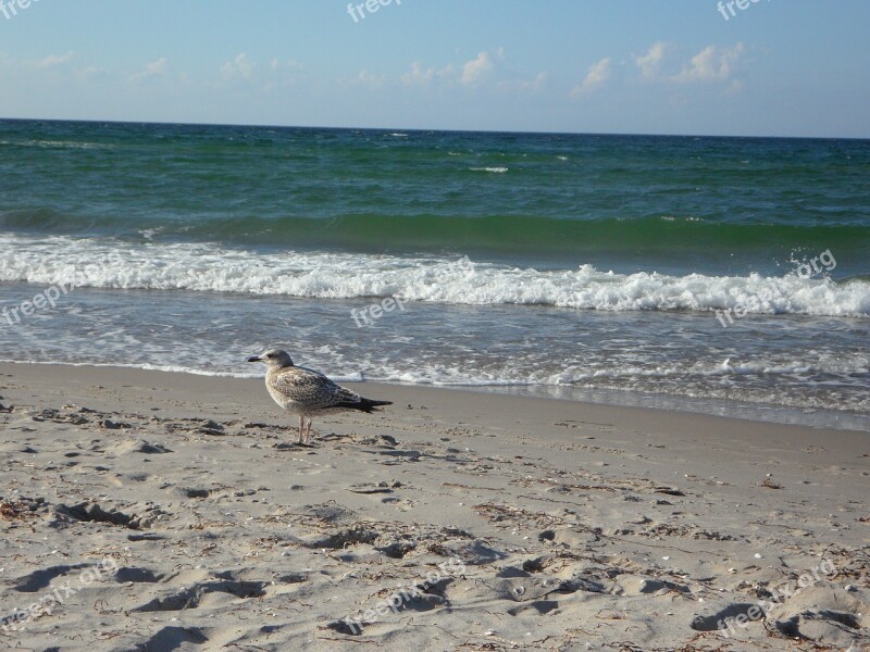 Beach Wave Seagull Sea Vacations