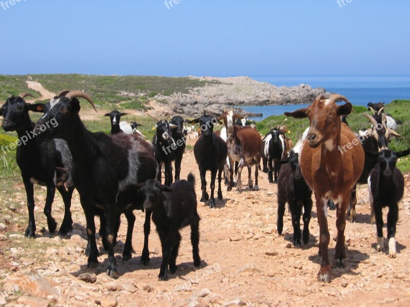 Mediterranean Agriculture Robust Goats Flock