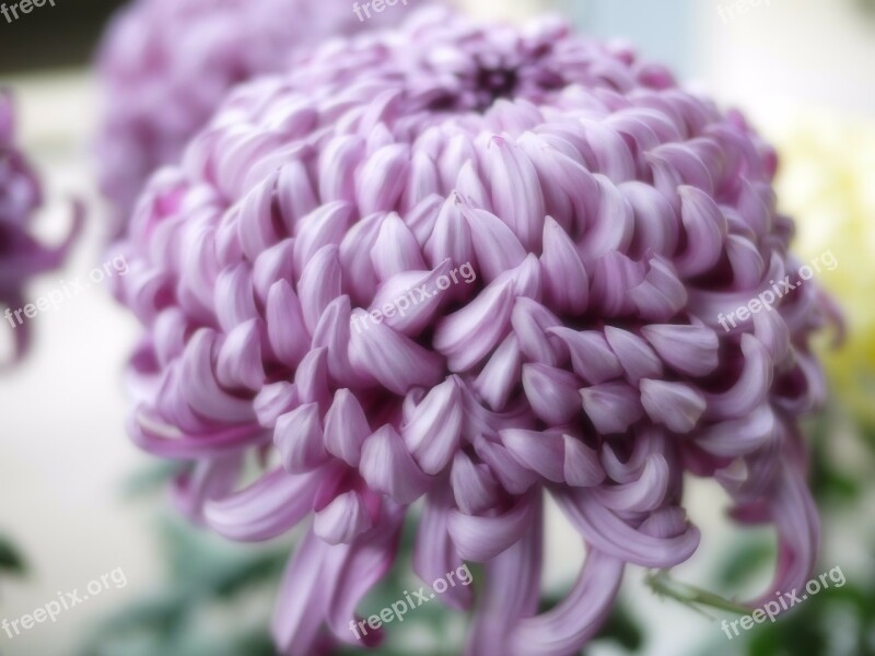 Chrysanthemum Purple Flowers Free Photos