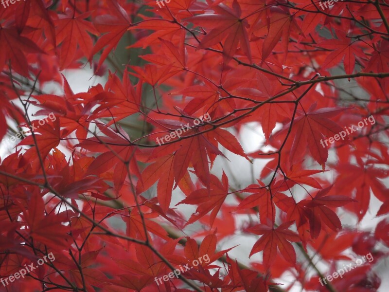 Autumnal Leaves Red Maple Free Photos