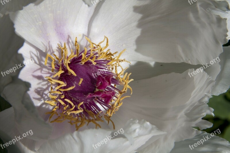 Peony Flower Nature Flora Spring