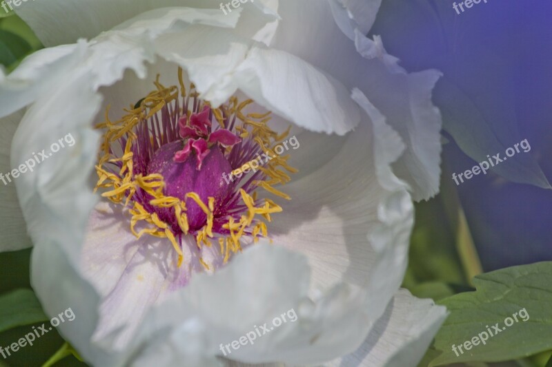 Peony Flower Nature Flora Spring