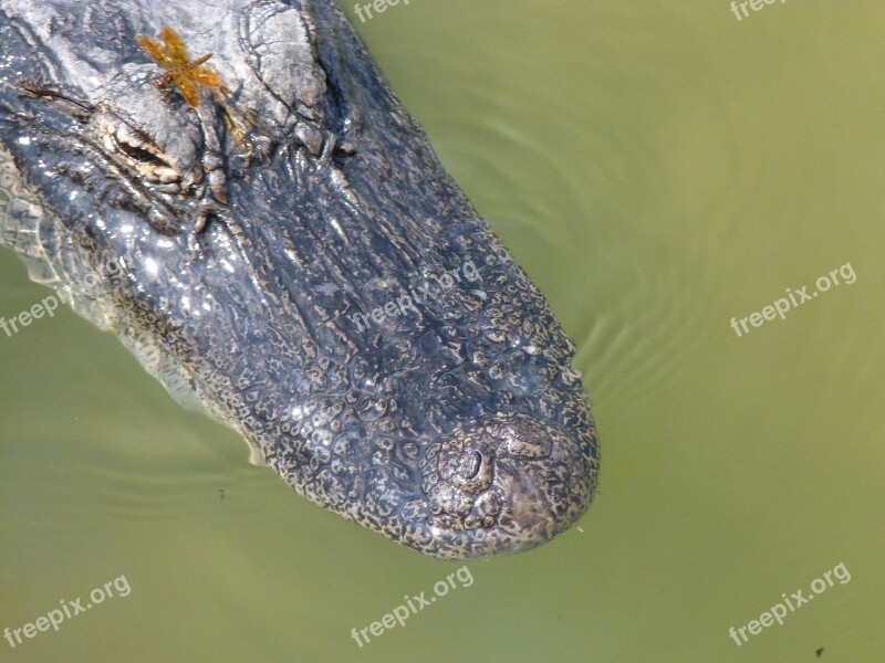 Predator Animal Alligator Wilderness Hunter