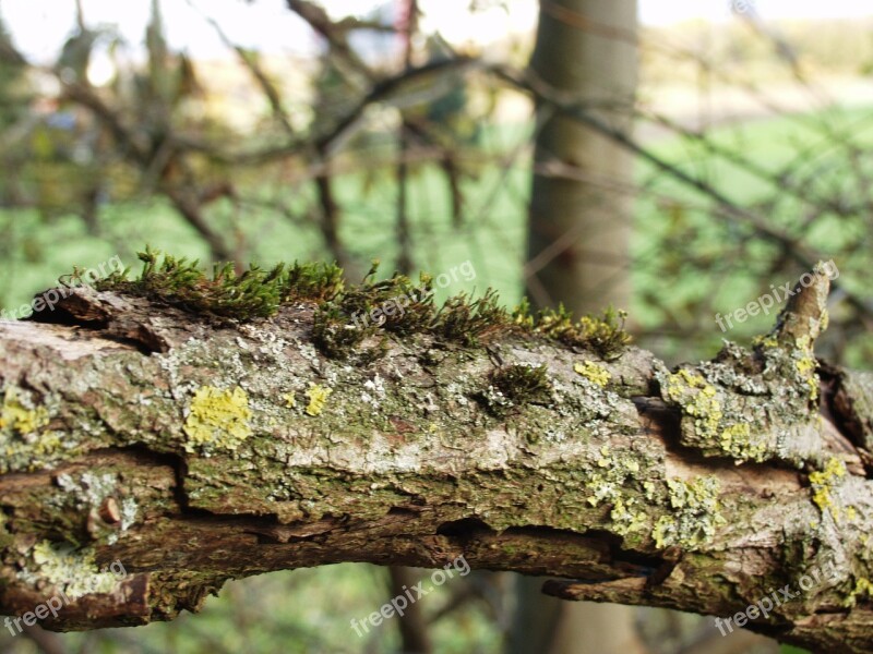 Branch Ill Moss Injury Nature