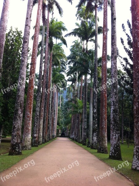 Trees Botanical Garden Nature Forest Tree