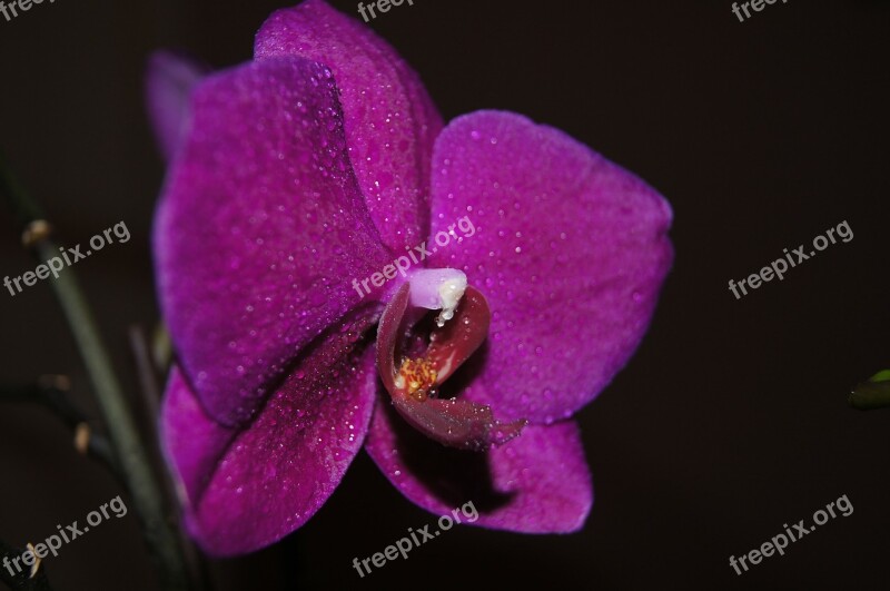 Purple Flower Plant Orchidaceae Orchid