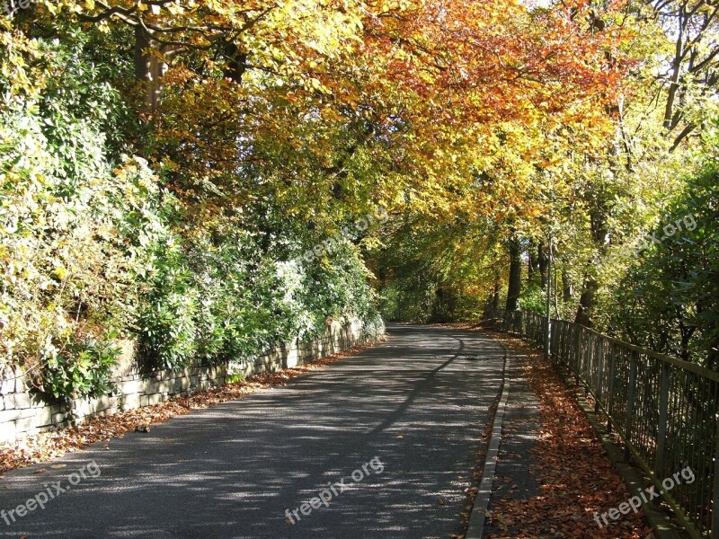 Autumn Tree Trees Road Orange