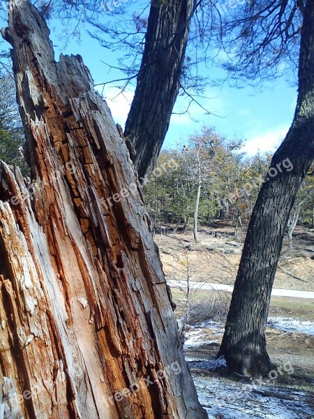 Trees Fallen Mountain Winter Snow