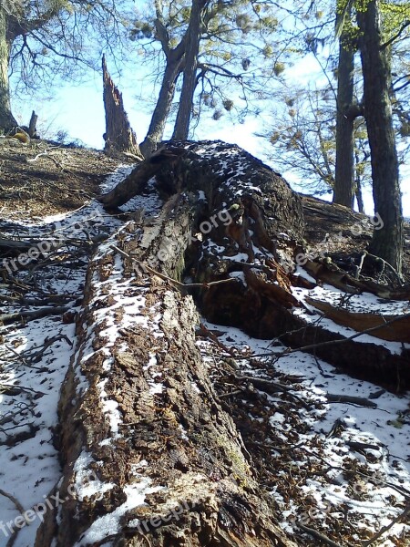 Trees Fallen Mountain Winter Snow