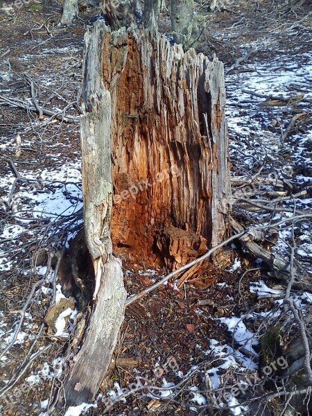 Trees Fallen Mountain Winter Snow