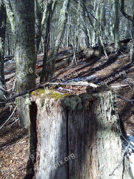 Trees Fallen Mountain Winter Snow