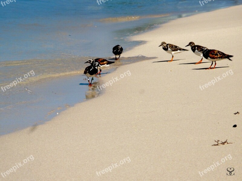 Birds Sea Ave Animals Sand