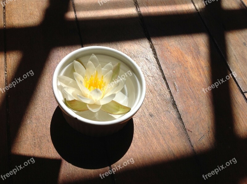 Water Lily Lily Bowl Flower Yellow