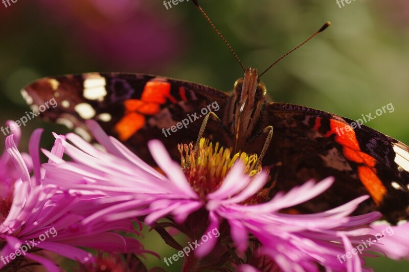 Butterfly Blossom Bloom Spring Close Up