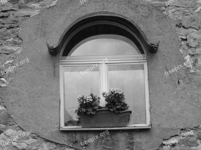 Window Lonely Alone Black And White Plant